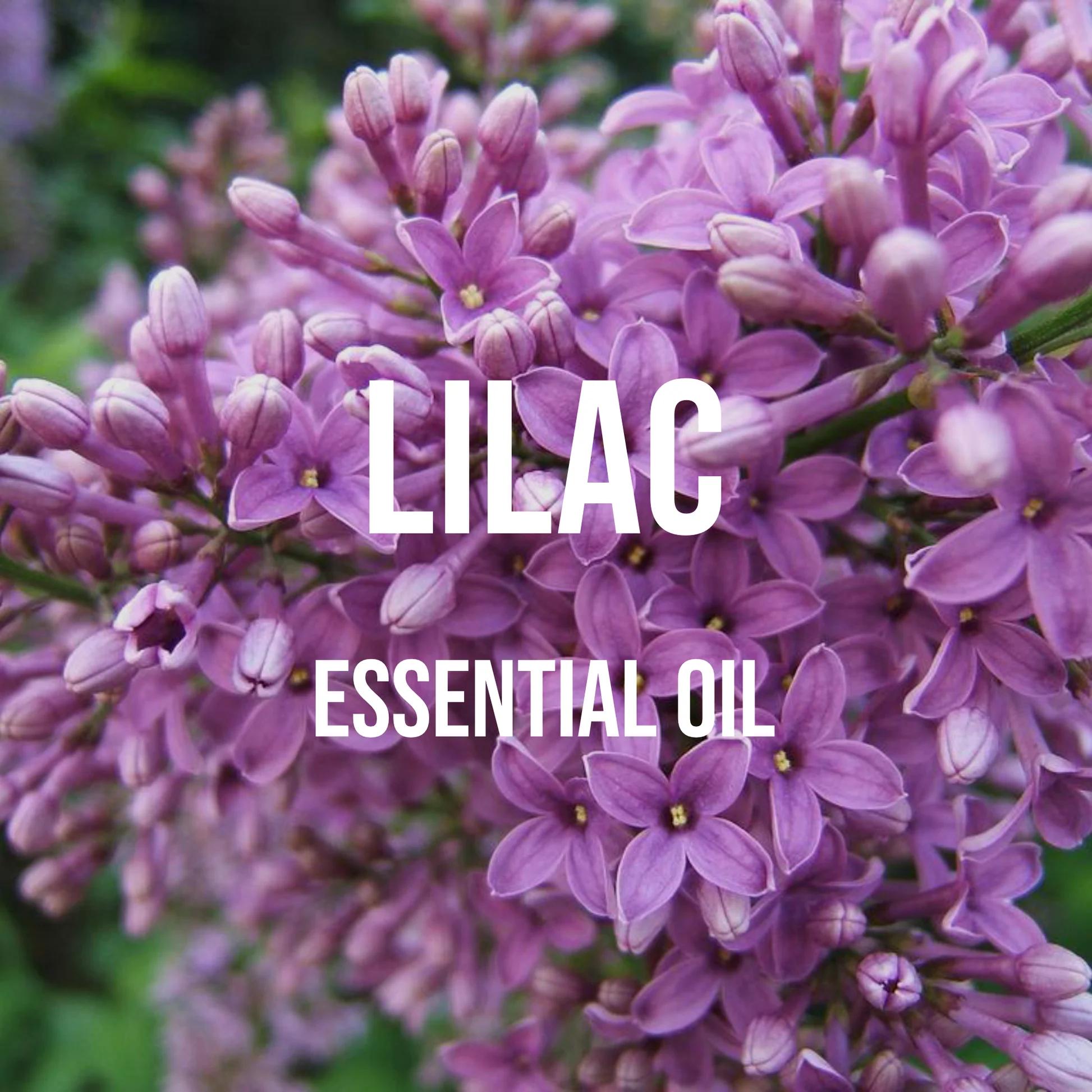 Candle Supplies Essential Oils - أرجواني من الضروري النفط للناشرون ،